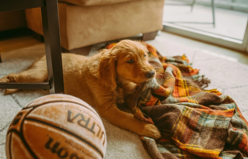 mainFilterPetFriendly